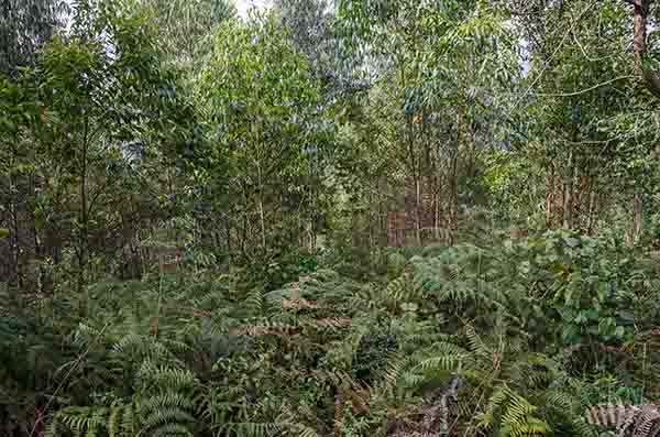 64 - Ruanda - parque nacional de Nyungwe - paisaje